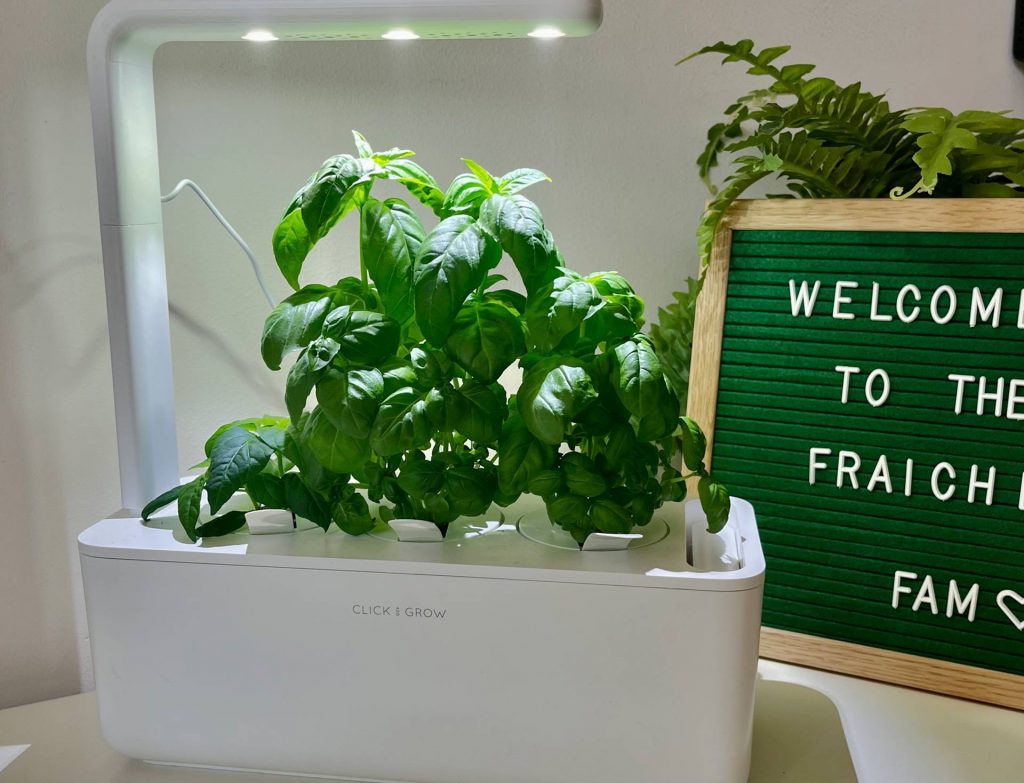 Basil keeps growing from our smart paradise
